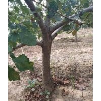 供應(yīng)5-15公分山楂樹