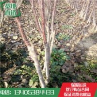 矮化蘋果苗價格 矮化蘋果苗基地批發(fā)