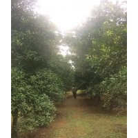 低價供應(yīng)香櫞，香泡，枳殼大樹