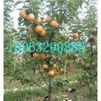 臨沂梨樹苗基地，山東梨苗價格，意大利黑梨苗