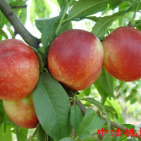 臨沂興旺苗木繁育合作社供應(yīng)油桃苗