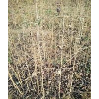 供應杜梨苗 棠梨苗 梨樹實生苗