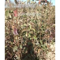 紅香酥梨樹苗價(jià)格，山西梨樹苗基地
