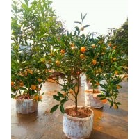 江西省南昌市哪里有金桔小苗、金桔果樹、金桔果賣？
