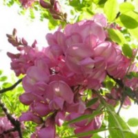 刺槐-紫林種植貨源充足-刺槐 苗木