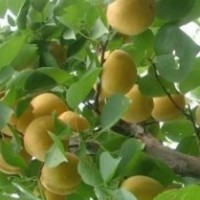 大白杏杏樹(shù)苗白水杏嫁接苗批發(fā)山西大白杏基地