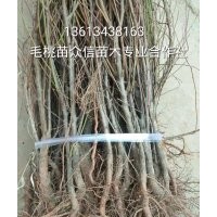 毛桃實(shí)生苗價(jià)格