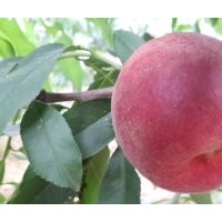 中桃紅玉桃：代號99-10-7