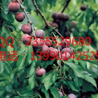 貴州李子樹種植密度，貴州李子苗技術(shù)指導(dǎo)，李子供應(yīng)選擇久億