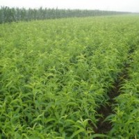 河南南陽(yáng)嫁接桃樹(shù)苗小苗