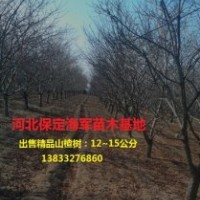 精品山楂樹(shù)