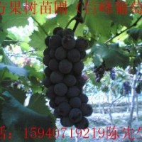 供應(yīng)巨峰葡萄苗