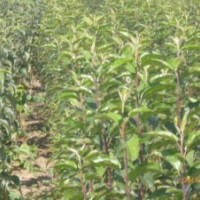 哈爾濱貝達(dá)苗、出售綏化葡萄苗