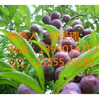 貴州大個(gè)頭李子，李子苗便宜出售了，李子樹(shù)苗種植季節(jié)