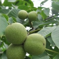 供應(yīng)大量嫁接核桃苗 白皮松小苗 杏樹