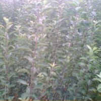 山西低價供應(yīng)優(yōu)質(zhì)高產(chǎn)矮化蘋果苗 3--15公分蘋果樹