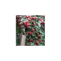 供應(yīng)山楂樹、綠化山楂樹、大規(guī)格產(chǎn)地山楂樹