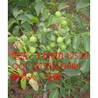 四川久億果樹(shù)苗批發(fā)，哪里有果樹(shù)苗賣，果樹(shù)苗種植