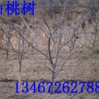 桃樹(shù)苗 山西桃樹(shù)苗 桃樹(shù)苗價(jià)格 嫁接桃樹(shù)苗