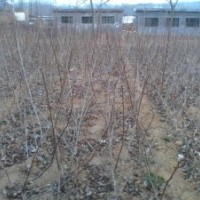 出售各種苗木小苗
