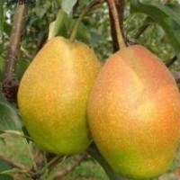 當(dāng)年結(jié)果梨樹(shù)苗 供應(yīng)優(yōu)質(zhì)晚秋黃梨樹(shù)苗 大量供應(yīng)梨樹(shù)小苗