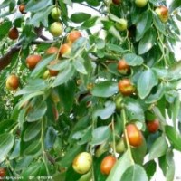 哪里有優(yōu)質(zhì)棗苗？