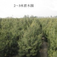 鈣果，國(guó)槐，白皮松