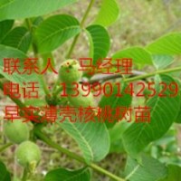 川早“2號”嫁接核桃苗，四川早實核桃苗，核桃苗價格