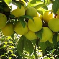 李子苗李子苗價格