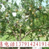 批發(fā)石榴苗石榴盆栽樹