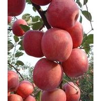 沂州神富一號蘋果苗，煙富王蘋果苗，矮化m26蘋果苗