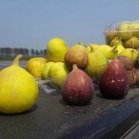 河北樂優(yōu)大量出售無花果(圖)