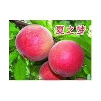 映霜紅桃苗那里買，2公分以上桃樹苗那里買--山東臨沂世源苗木