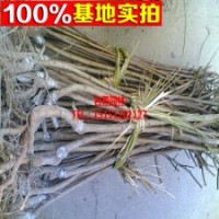 精品巨李總統(tǒng)李子（紅李子）黑寶石