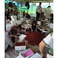 本基地秋冬預(yù)售成品大櫻桃苗 品種全 保品種包成活1-6年樹