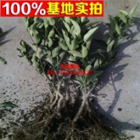 金桔樹苗 嫁接果樹苗 柑桔樹苗 金橘