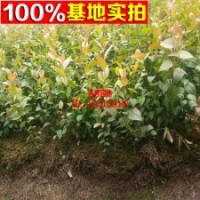 大量供應藍莓 品種齊全