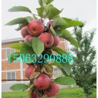 柱狀蘋果苗，潤太一號蘋果苗，柱狀蘋果苗批發(fā)