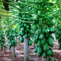 供應(yīng)臺(tái)灣（臺(tái)農(nóng)5號(hào)）木瓜苗