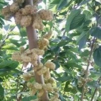 供應(yīng)桂花蜜果桑苗