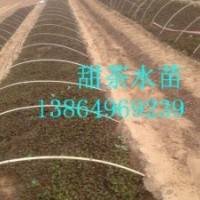 供應(yīng)甜茶苗，甜茶種子，甜茶水苗