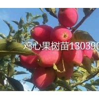 雞心果苗 吉林出售雞心果樹苗 內(nèi)蒙黑龍江雞心果樹苗廠家