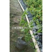 吉林出售藍梅苗 黑龍江哪有藍梅苗基地，坤朋苗圃