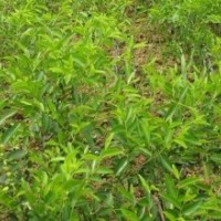 棗樹(shù)苗、蘋果苗、山楂苗