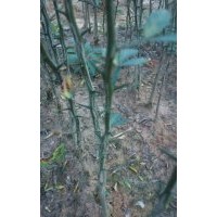 預(yù)供積殼苗