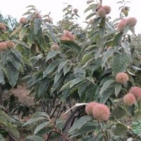 山東泰安板栗苗批發(fā)價格