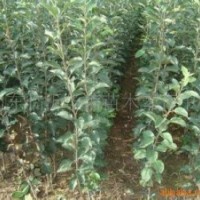 山西矮化蘋果苗 蘋果樹供應(yīng)