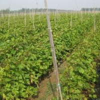 山西葡萄苗供應(yīng)