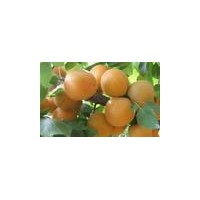 臨沂杏樹苗、金太陽杏樹苗、金奧林杏樹苗、凱特杏樹苗