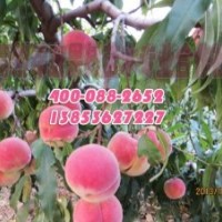 映霜紅桃樹苗廠家